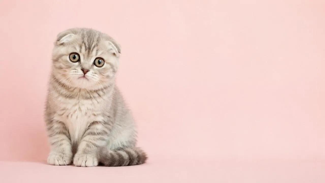 Scottish Fold Yavru Fiyatları ve İlanları