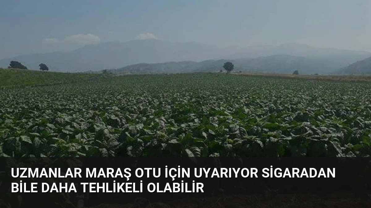 Uzmanlar Maraş Otu İçin Uyarıyor Sigaradan Bile Daha Tehlikeli Olabilir