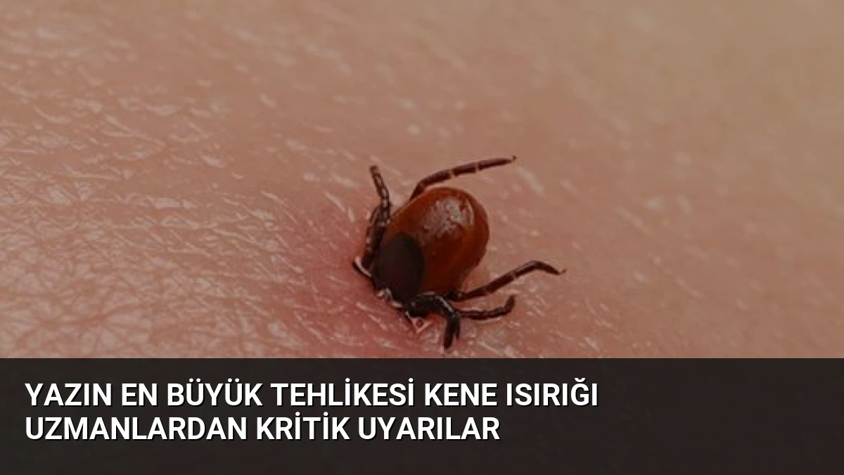 Yazın En Büyük Tehlikesi Kene Isırığı Uzmanlardan Kritik Uyarılar
