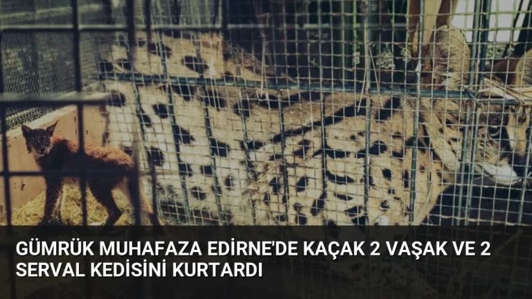 Gümrük Muhafaza Edirne’de Kaçak 2 Vaşak ve 2 Serval Kedisini Kurtardı