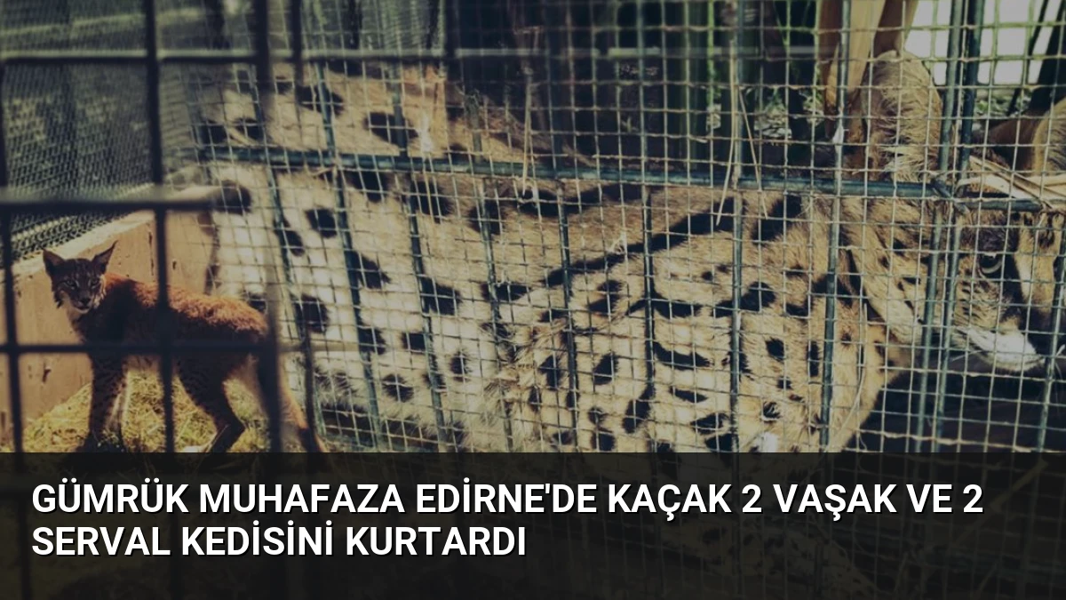 Gümrük Muhafaza Edirne’de Kaçak 2 Vaşak ve 2 Serval Kedisini Kurtardı