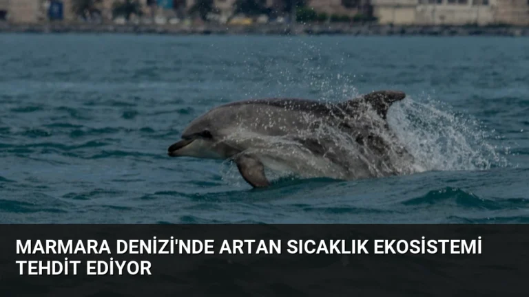 Marmara Denizi’nde Artan Sıcaklık Ekosistemi Tehdit Ediyor