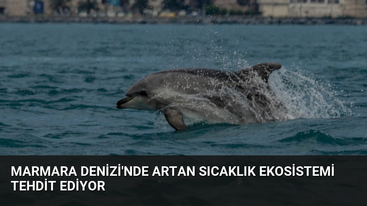 Marmara Denizi’nde Artan Sıcaklık Ekosistemi Tehdit Ediyor