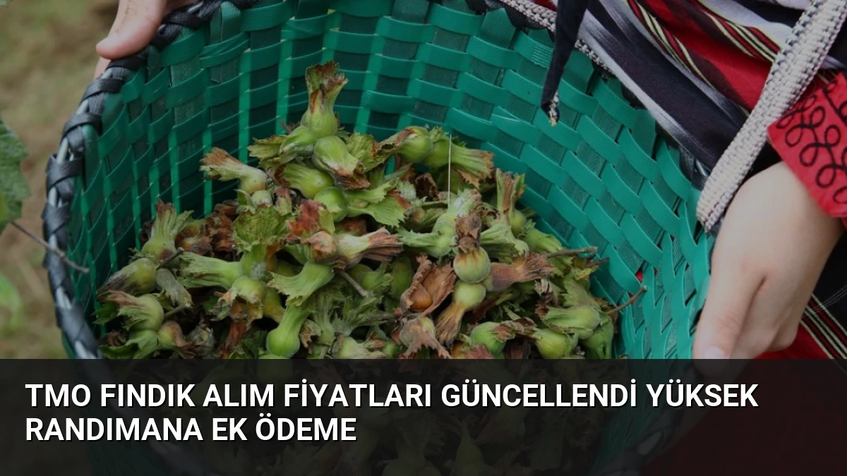 TMO Fındık Alım Fiyatları Güncellendi Yüksek Randımana Ek Ödeme