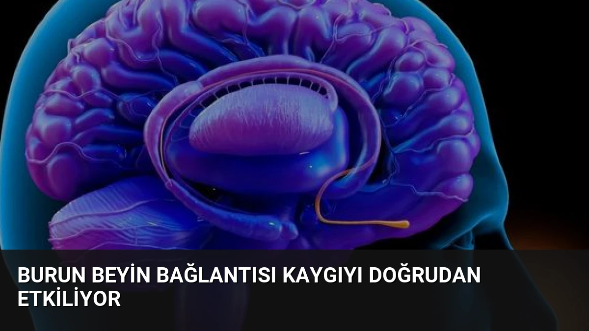 Burun Beyin Bağlantısı Kaygıyı Doğrudan Etkiliyor