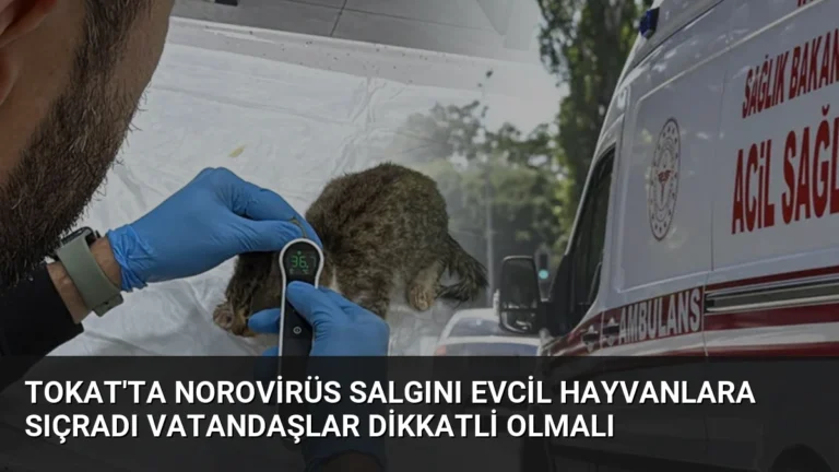 Tokat’ta Norovirüs Salgını Evcil Hayvanlara Sıçradı Vatandaşlar Dikkatli Olmalı